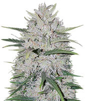 White Cheese Auto (Sumo Seeds) Cannabis-Samen