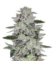 Sweet Valley Kush (GHS)