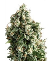 Auto Lennon (Pyramid Seeds) Cannabis-Samen
