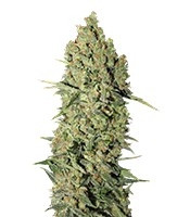 Chronic feminized seeds