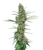 Graines de cannabis Heavy Duty Fruity regular (T.H. Seeds)