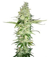 Wonder Woman feminized seeds