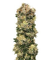 Auto Sweet Soma feminized seeds