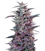 Bloody Skunk Auto feminized seeds