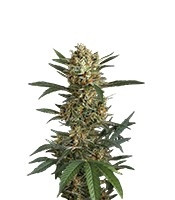 Graines de cannabis Original Amnesia Autoflowering (Dinafem Seeds)