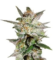 Star 47 feminized seeds