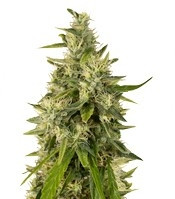 Graines de cannabis Trainwreck regular (Humboldt Seeds)