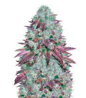 Auto NHL Diesel feminized seeds