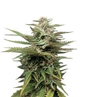 Blue Thai feminized seeds