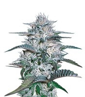 Currant Kush feminized seeds