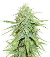 Grand Master Kush regular seeds