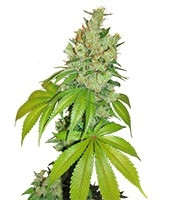 Kushberry (DNA Genetics) Cannabis-Samen