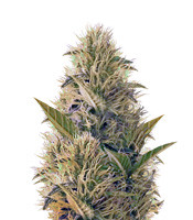 Graines de cannabis La Blanca Gold (Vision Seeds)