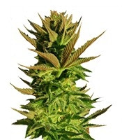 Kickass Auto feminized seeds