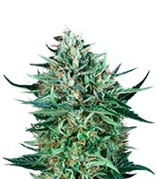 Graines de cannabis Cold Greek Kush regular (T.H. Seeds)