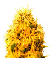 Graines de cannabis Mango Mist Shake (KFC Seeds)