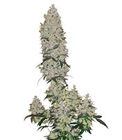 Mohan Ram Auto feminized seeds