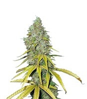 Raspberry Cough (Nirvana Seeds) Cannabis-Samen