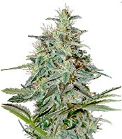 Graines de cannabis White Lemon (Strain Hunters)