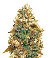 AK-49 feminized seeds