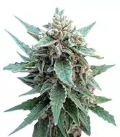 Buddha Red Dwarf Auto feminized seeds