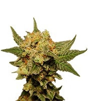 Big Band Max Auto (Kannabia Seeds) Cannabis-Samen