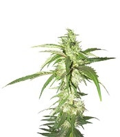 LA Confidential regular (DNA Genetics) Cannabis-Samen