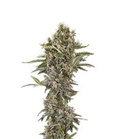 Moby Dick Autoflowering feminized seeds