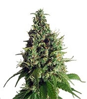 Orange Hill Special (Dutch Passion) Cannabis-Samen