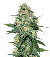 Skunk 47 feminized seeds