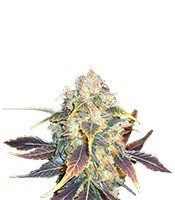 White Berry feminized seeds (Paradise Seeds)