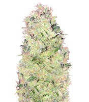 Graines de cannabis Ramses (Pyramid Seeds)