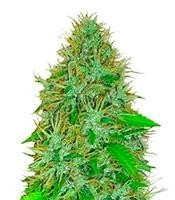 2 Fast & 2 Vast Auto (Heavyweight Seeds) Cannabis-Samen