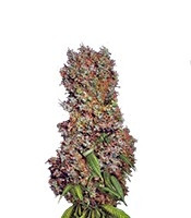 Afrodite (Kannabia Seeds)