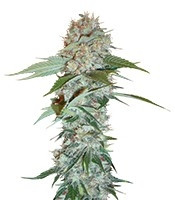 Big Bud regular (Sensi Seeds)