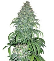 Super Bud (GHS) Cannabis-Samen