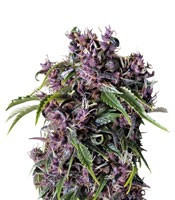 Purple (Pyramid Seeds)