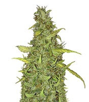 Anubis feminized seeds