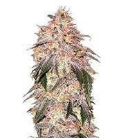 Graines de cannabis Aurora Indica (Nirvana Seeds)