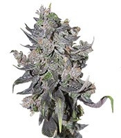 Blue Mystic strain