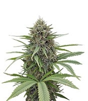 Critical Mass CBD (Dinafem Seeds)