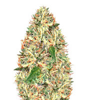 Delhi Cheese Auto (Vision Seeds)