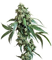 Graines de cannabis Jack Flash #5 (Sensi Seeds)