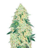 Graines de cannabis Super Extra Skunk (Victory Seeds)