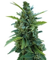 Automaria II feminized seeds