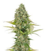 Graines de cannabis Buddha Kraken (Buddha Seeds)