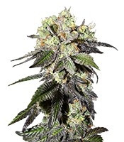 Caboose (Strain Hunters) Cannabis-Samen