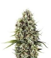 Chocolate Haze feminized seeds