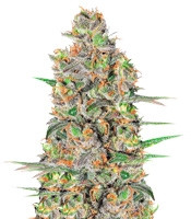 Green Love Potion (Samsara Seeds) Cannabis-Samen