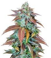 Lemon Kush Headband feminized seeds